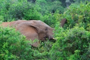 06 - Addo Elephant NP (6)